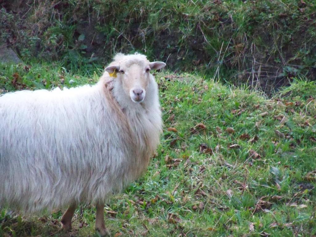 Agroturismo Iturbe Axpe de Busturia Værelse billede